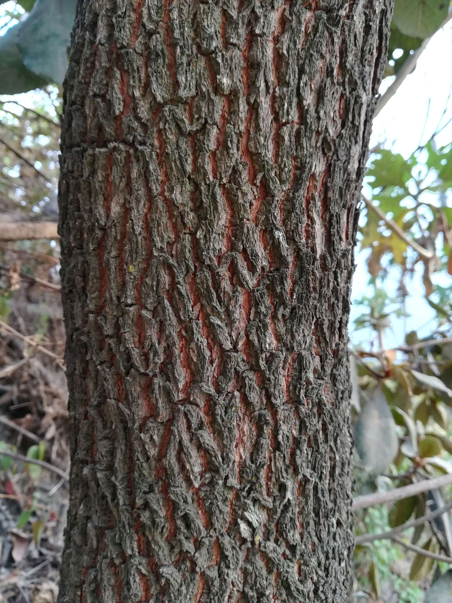 Image of Clethra rosei Britton