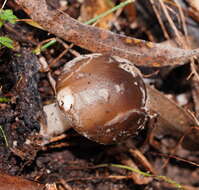 Image of Amanita grisella E.-J. Gilbert & Cleland 1941