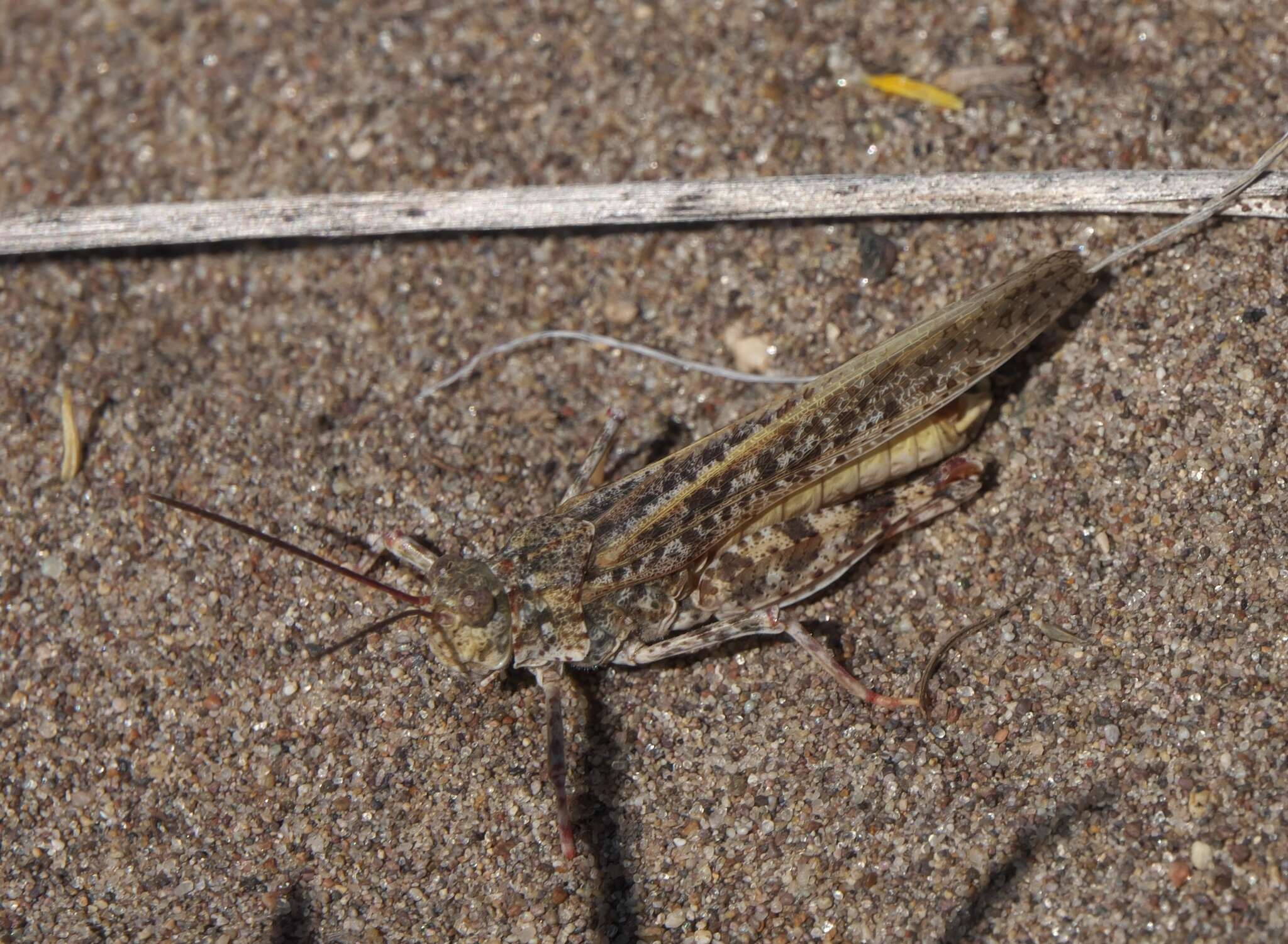 Image of Trimerotropis agrestis McNeill 1900