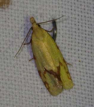 Image of Agapeta