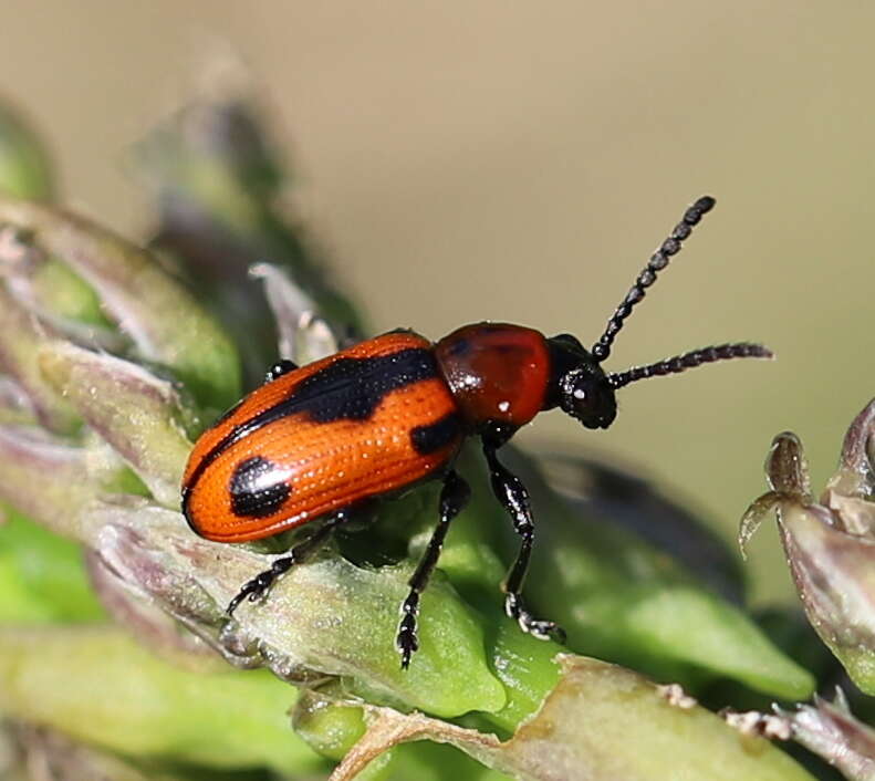 Image of <i>Crioceris quinquepunctata</i>