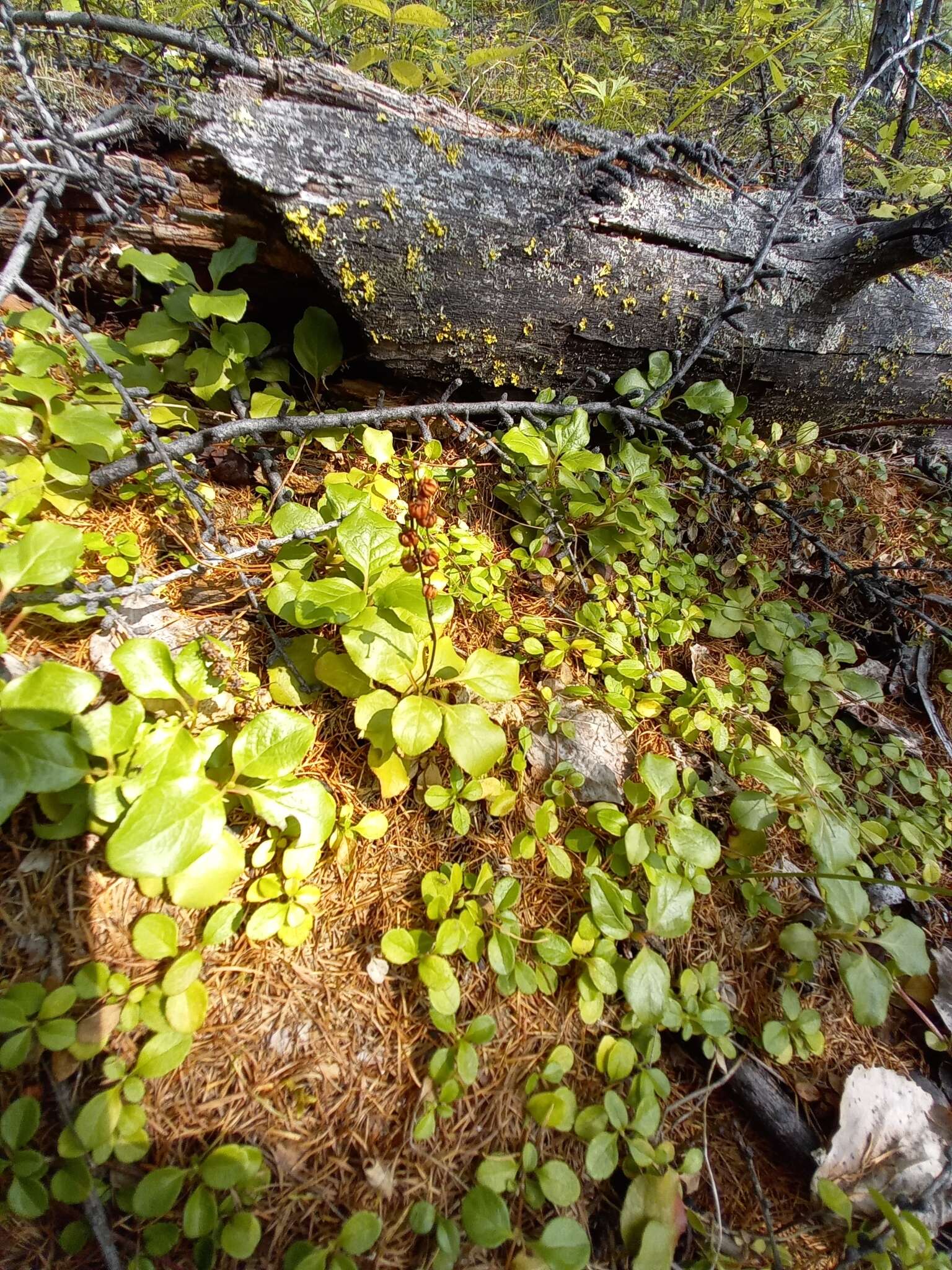 Image de Orthilia obtusata (Turcz.) H. Hara