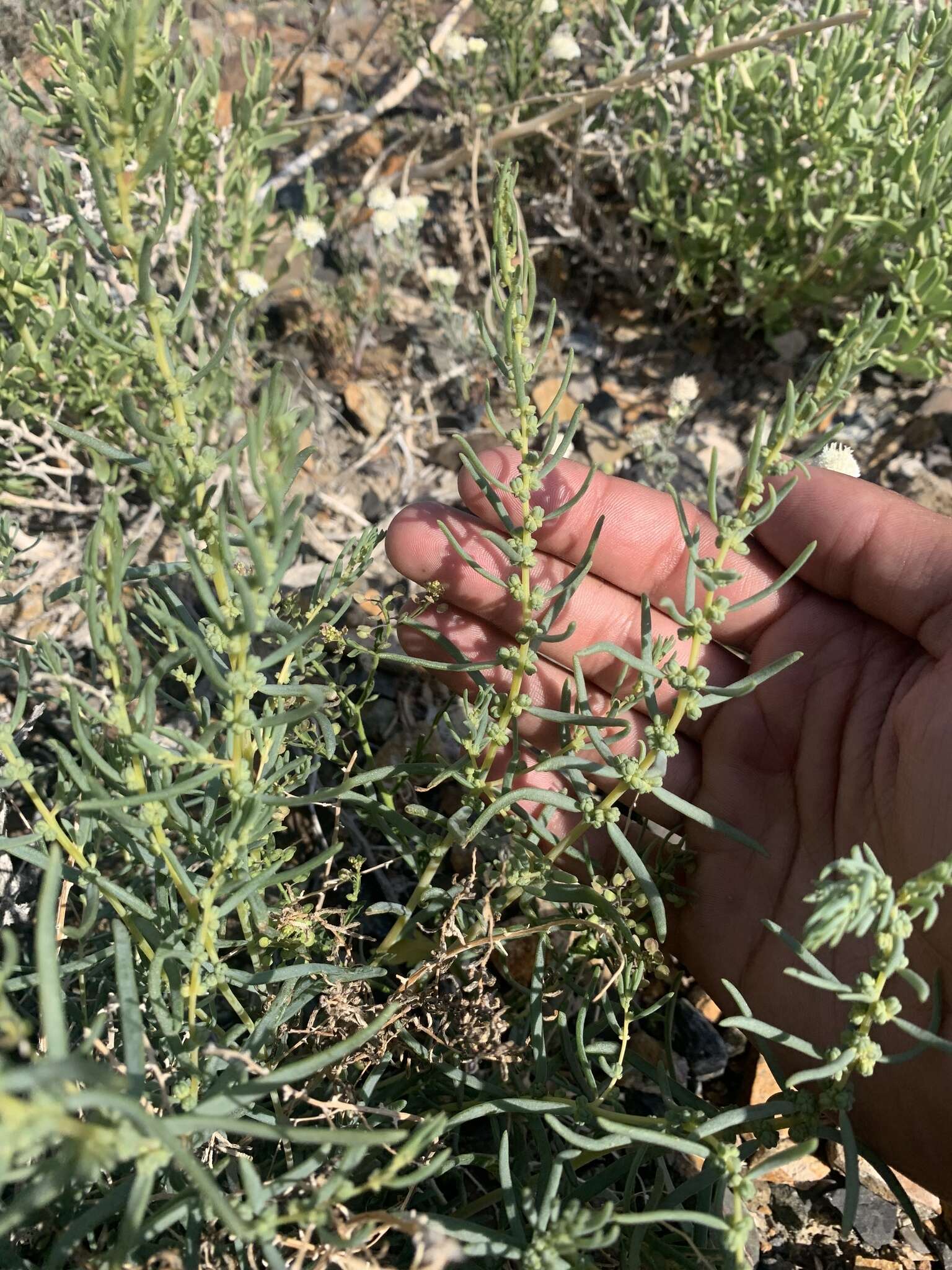 Plancia ëd Neokochia americana (S. Watson) G. L. Chu & S. C. Sand.