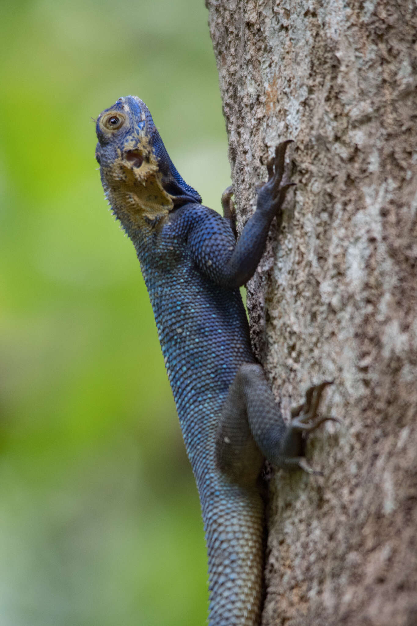 Agama mucosoensis Hellmich 1957 resmi