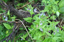 Image of tall bluebells