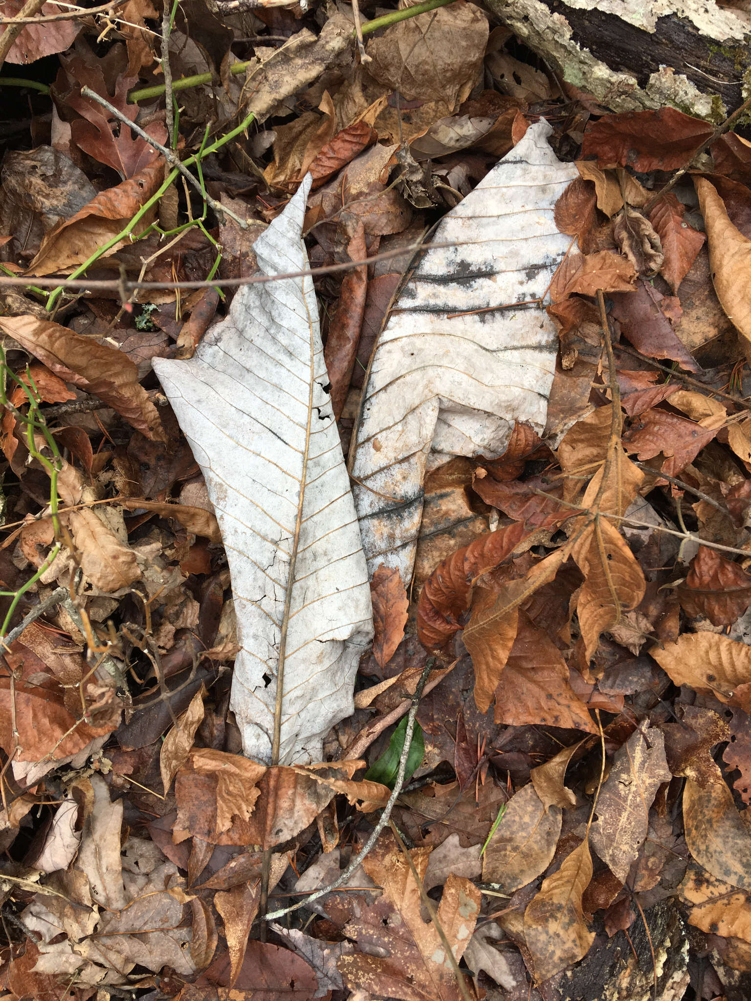 Image of Big-Leaf Magnolia