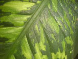 Image of dumbcane