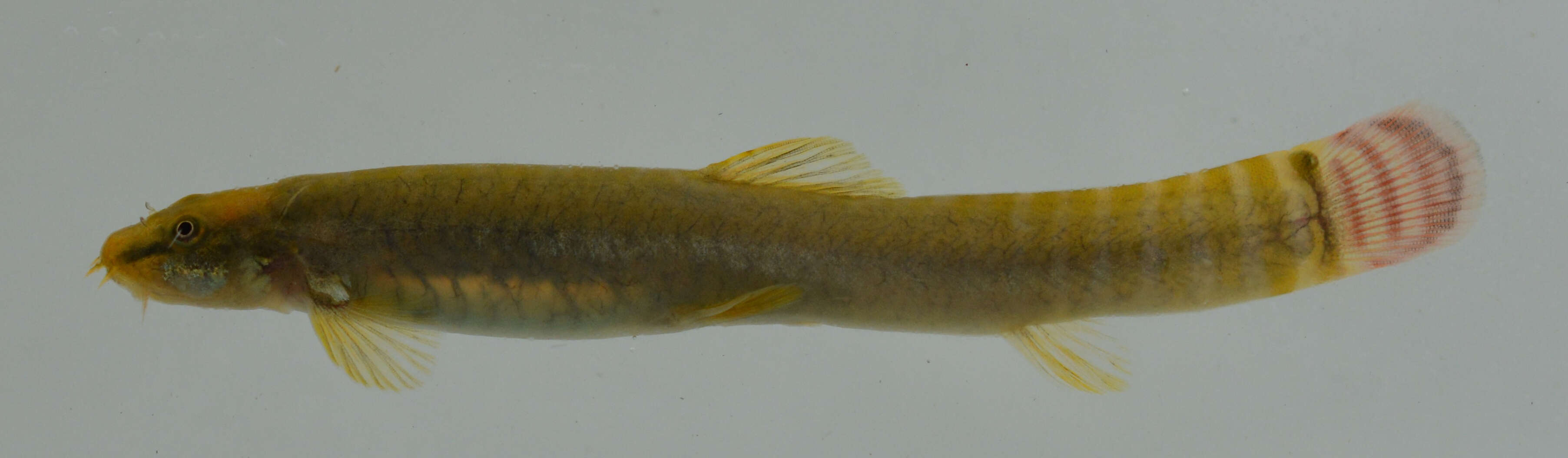 Image of Nemacheilidae