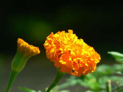 Tagetes erecta L. resmi