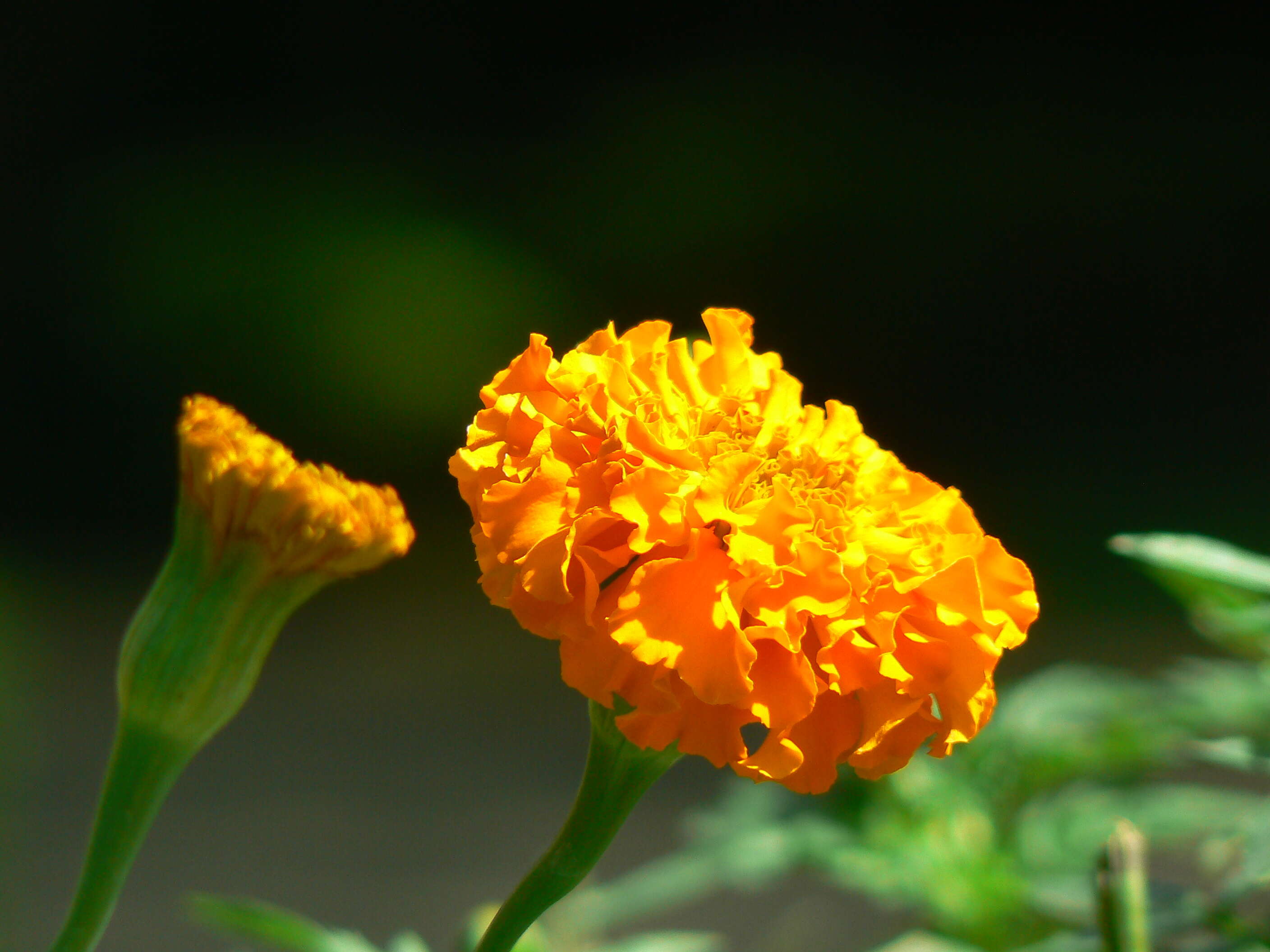 Tagetes erecta L. resmi