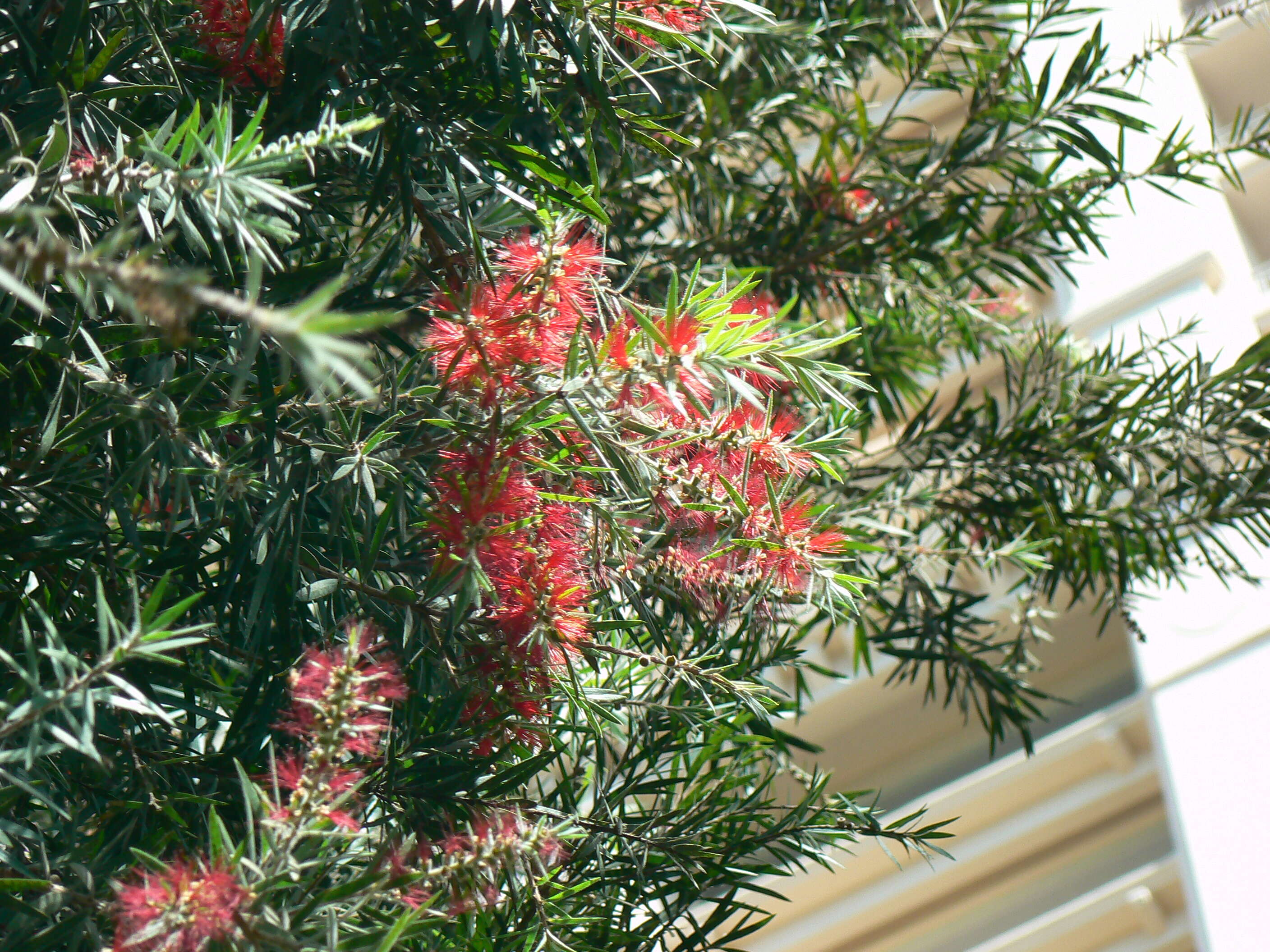 صورة Callistemon citrinus (Curtis) Skeels