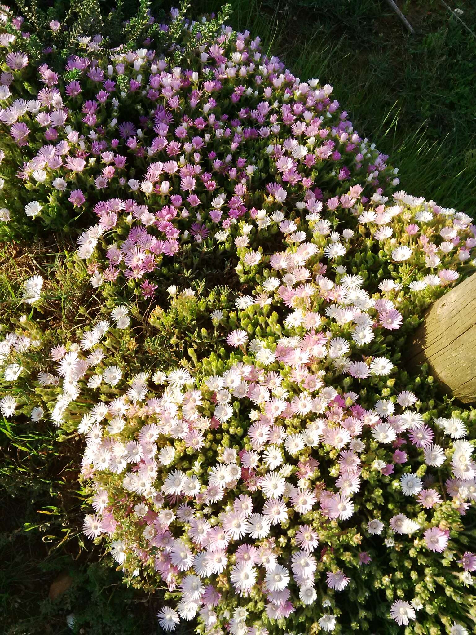 Image of Drosanthemum striatum (Haw.) Schwant.