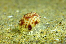 Image of Hebrew moon shell