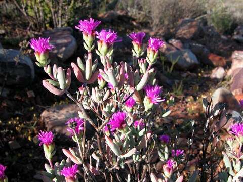 Image of Lampranthus hoerleinianus (Dinter) Friedr.