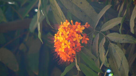 Image of Ashoka tree