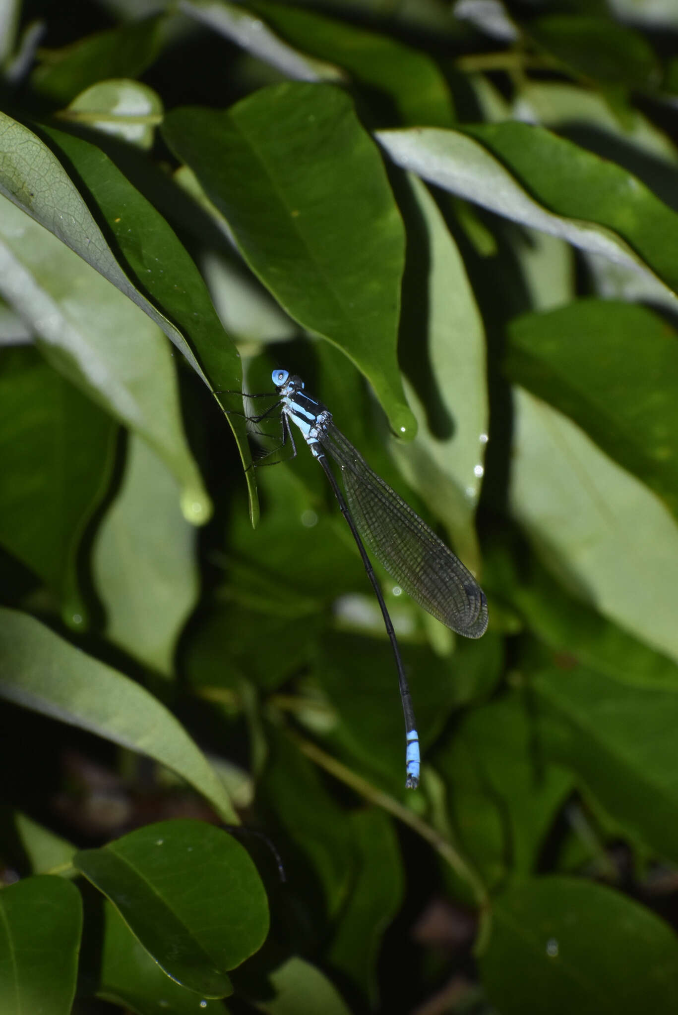 Image of Phylloneura westermanni (Hagen ex Selys 1860)