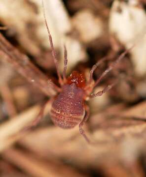 Sitalcina californica (Banks 1893) resmi