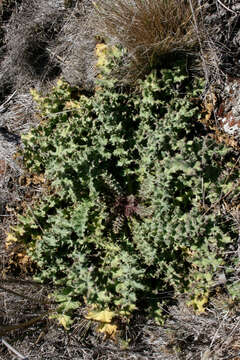 Image of <i>Cirsium <i>fontinale</i></i> var. fontinale