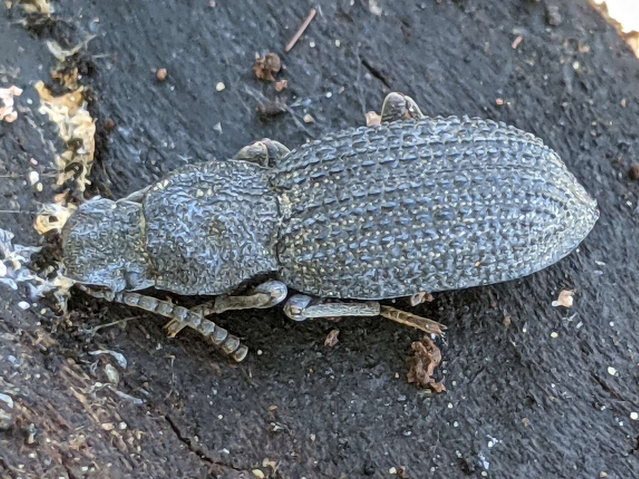 Image of Nyctoporis sponsa Casey 1907