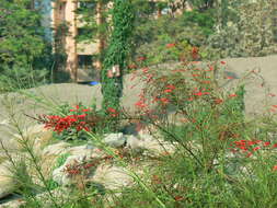 Image of fountainbush