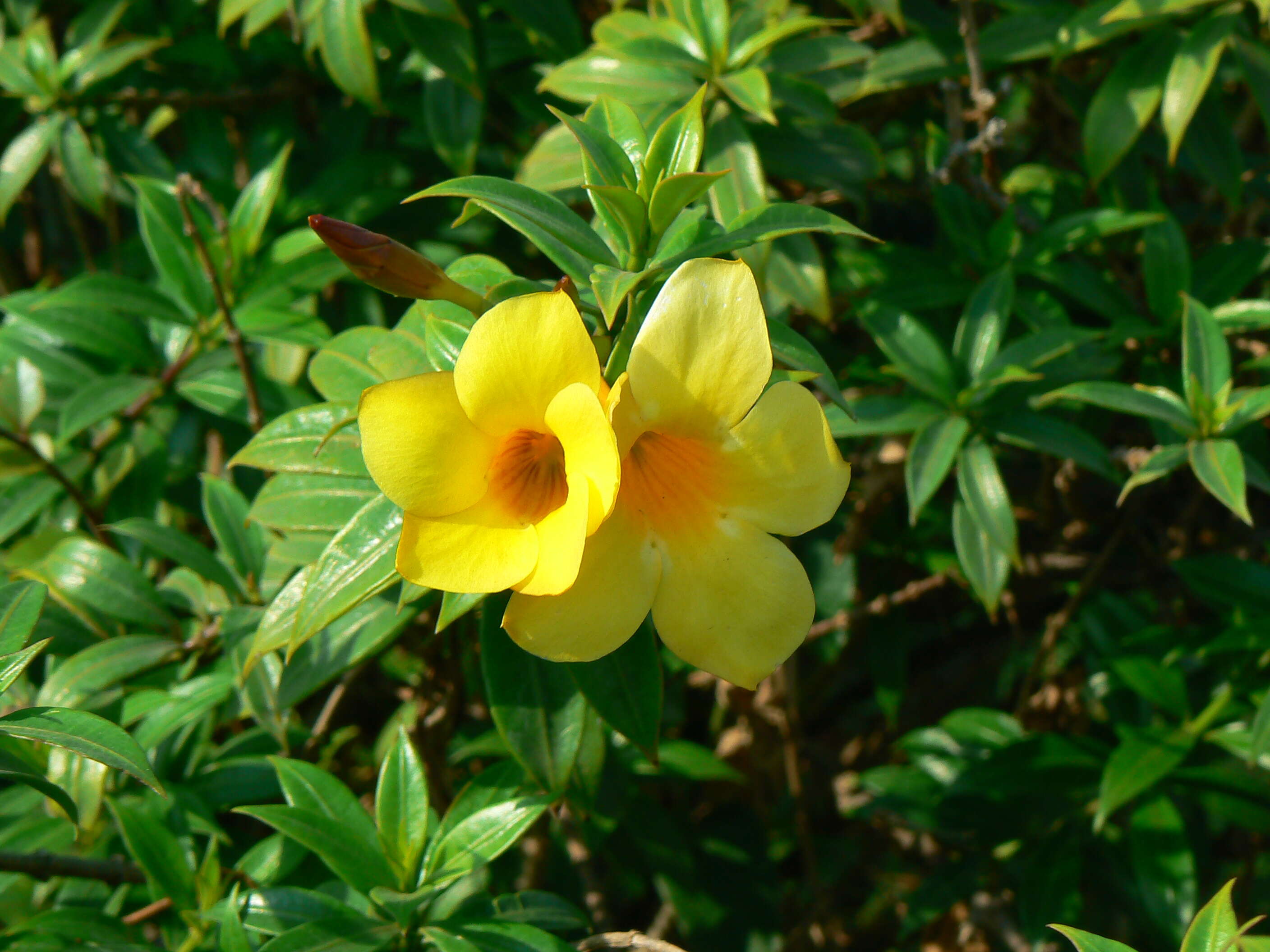 Image of golden trumpet