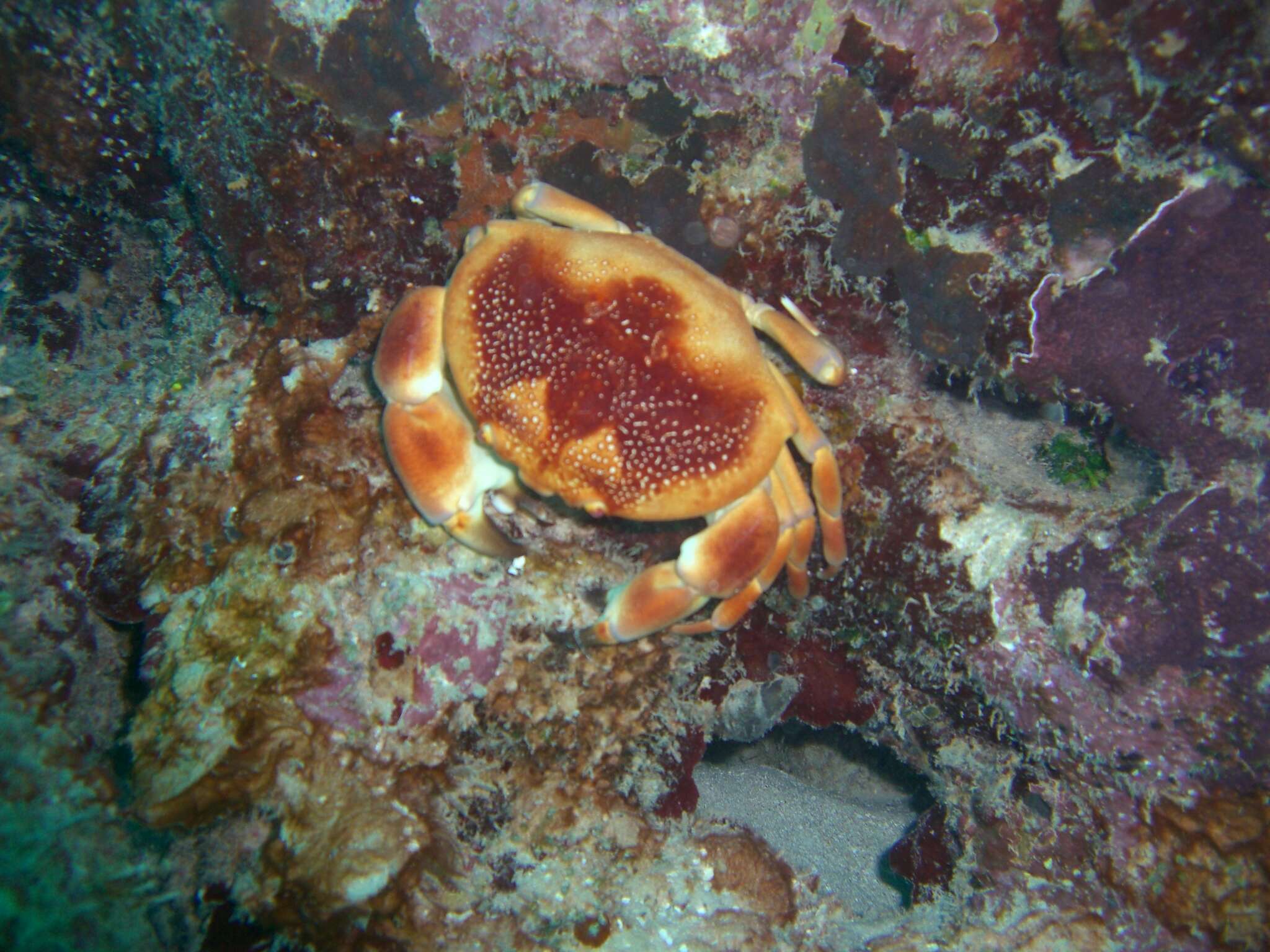 Image of batwing coral crab