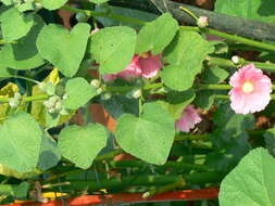 Image of hollyhock