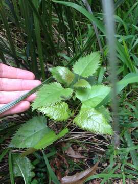 Image of wineberry