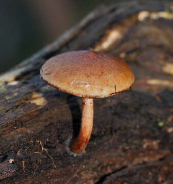 Image of Pholiota communis (Cleland & Cheel) Grgur. 1997