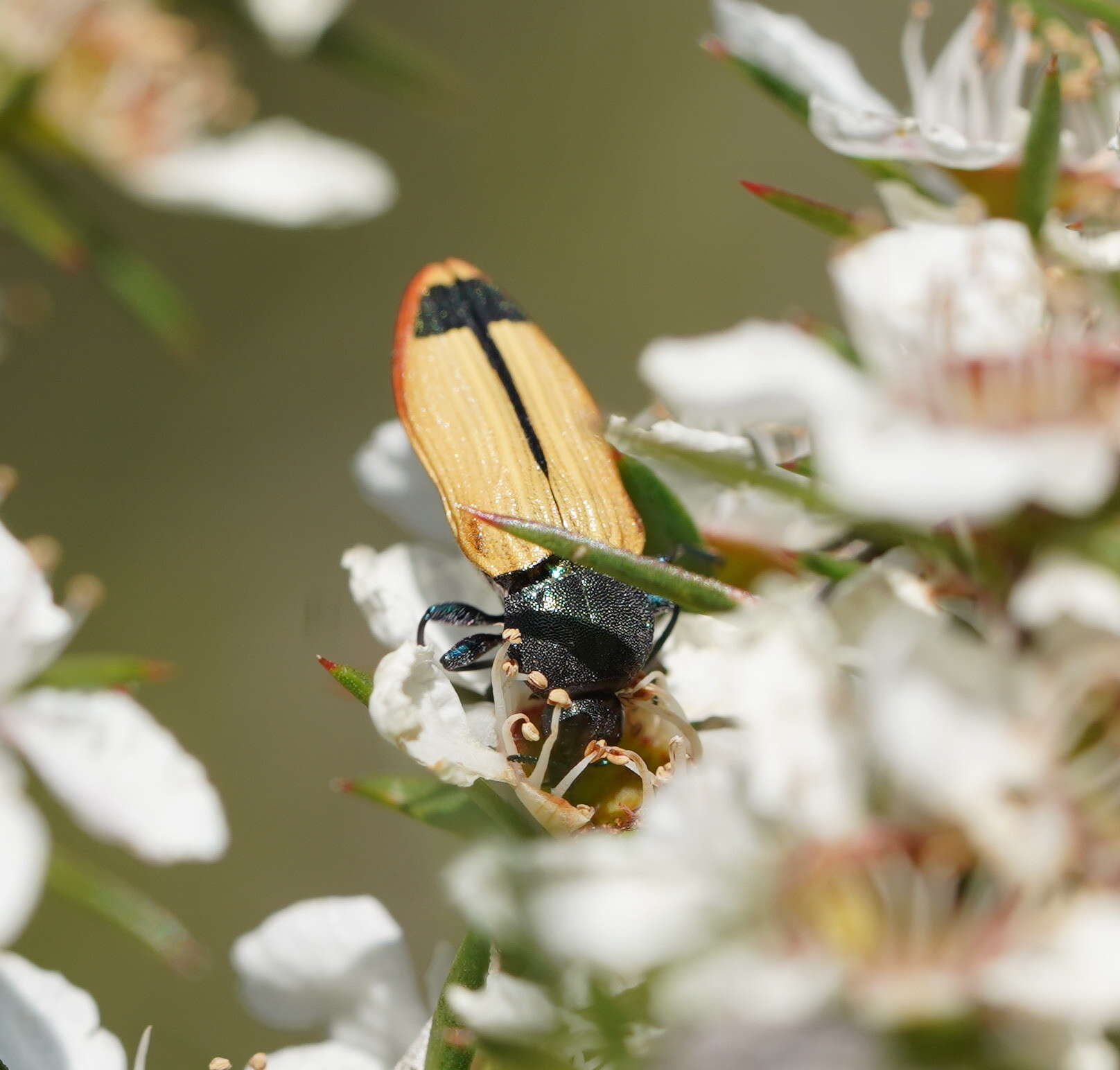 Image of Castiarina fossoria (Carter 1927)