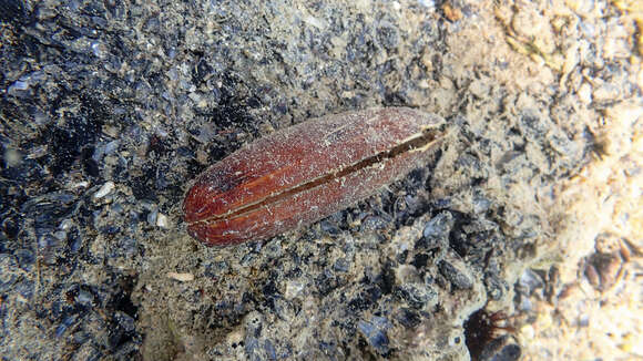 Image of Date Mussel