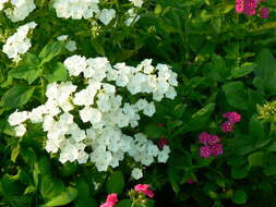 Image of fall phlox