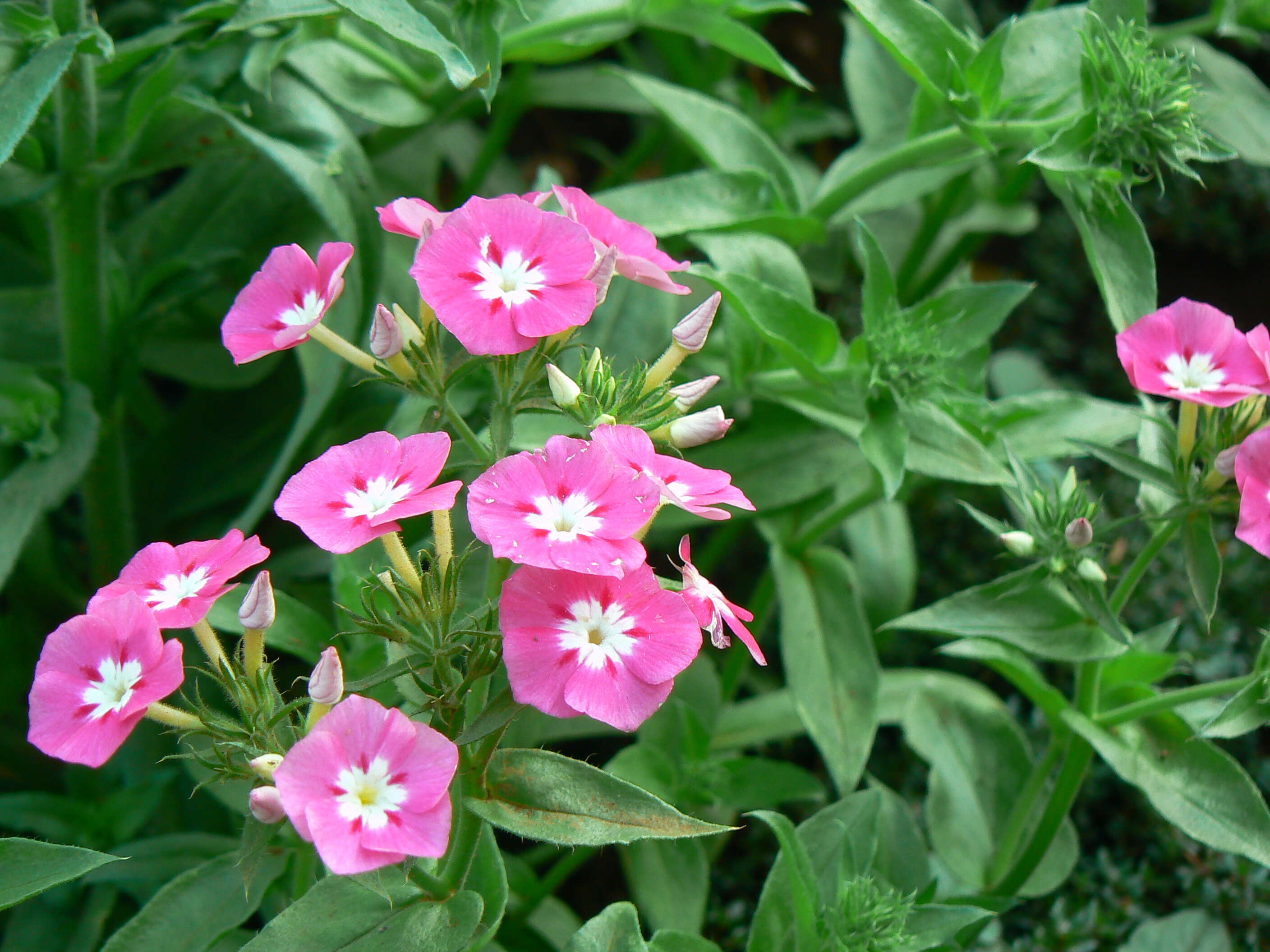 Image of fall phlox