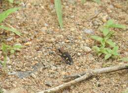 Image of Cicindela (Ancylia) calligramma Schaum 1861