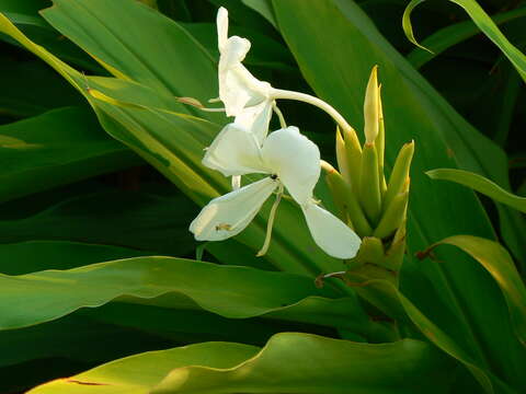 Image of white garland-lily