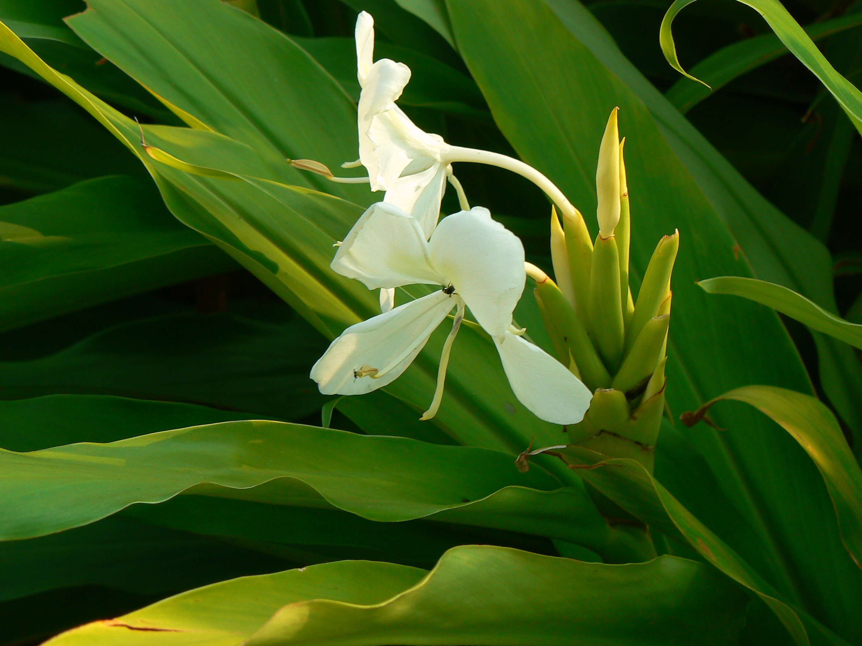 Слика од Hedychium coronarium J. Koenig