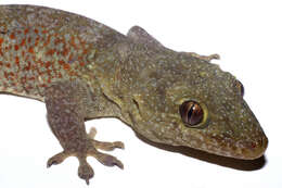 Image of Saint George Island Gecko