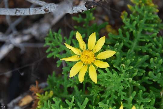 Image of Floreana daisy