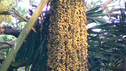 Image of Fishtail Palm