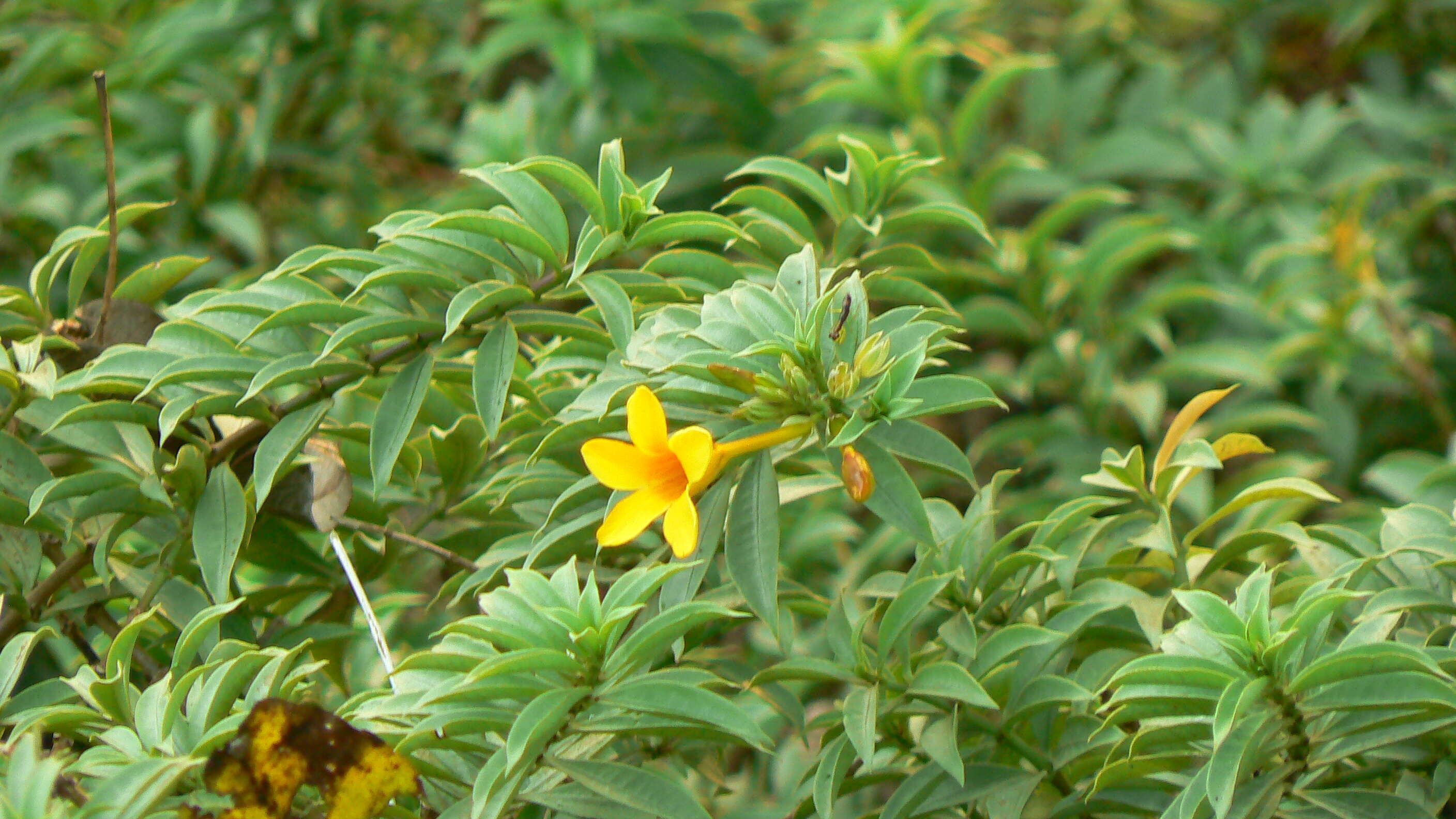 Image of bush allamanda