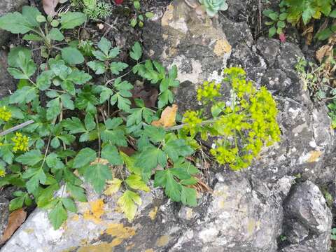 Image of Arracacia atropurpurea (Lehm.) Benth. & Hook. fil. ex Hemsl.