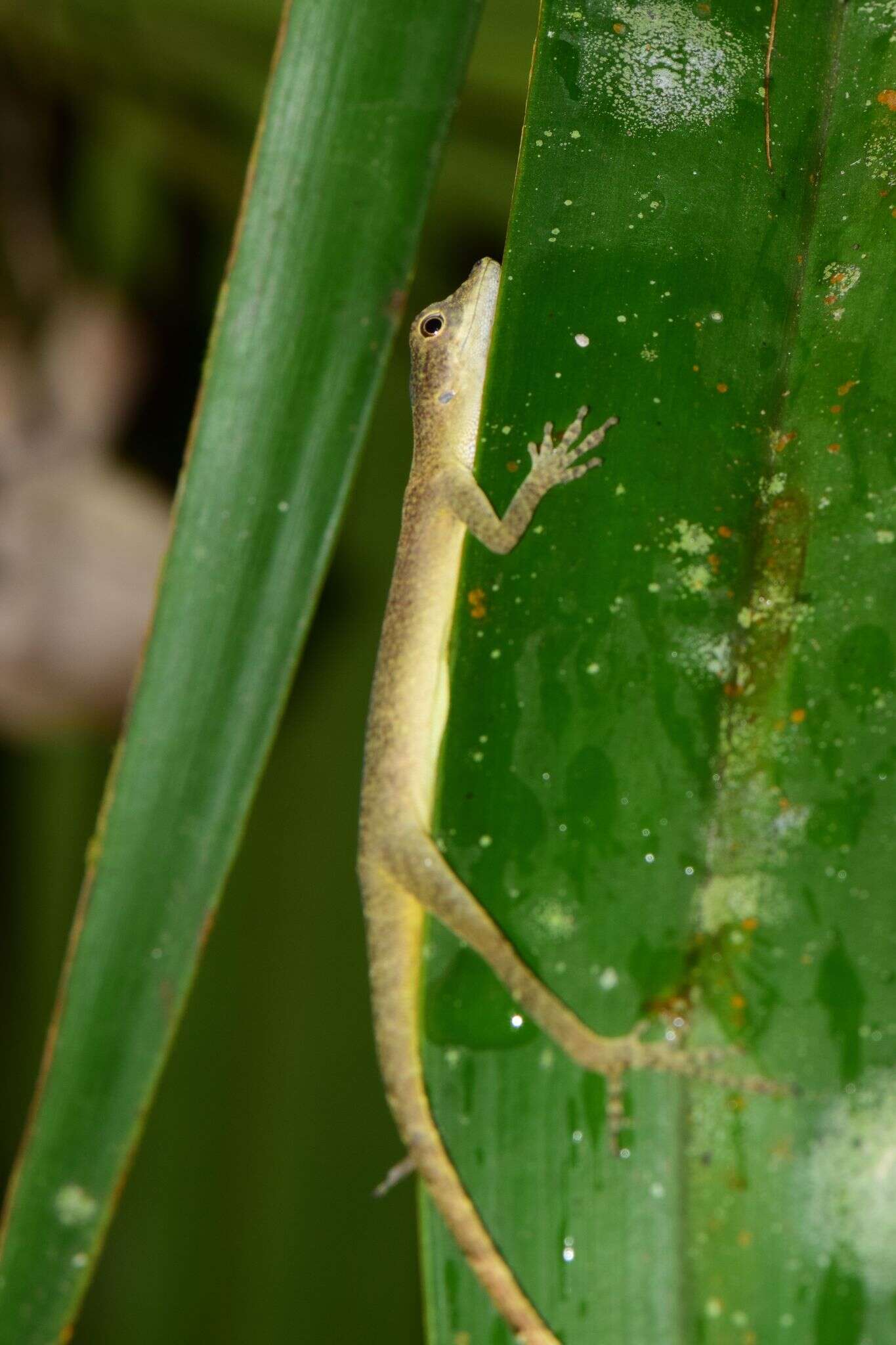 Image of Brown-eared anole