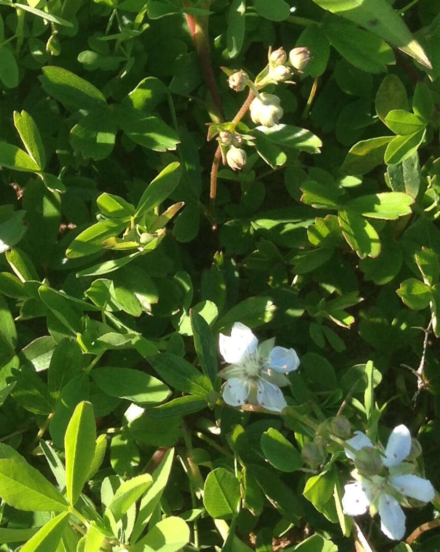 Image de Sibbaldia tridentata (Aiton) Paule & Soják