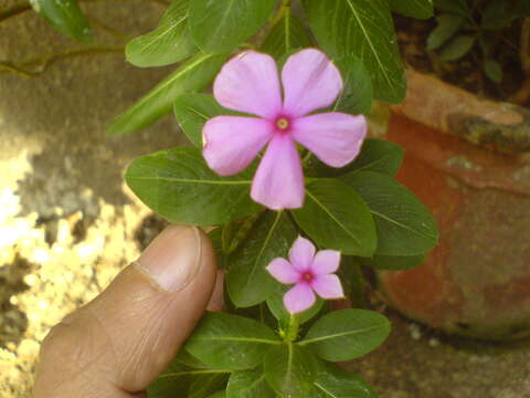 Image of Madagascar periwinkle