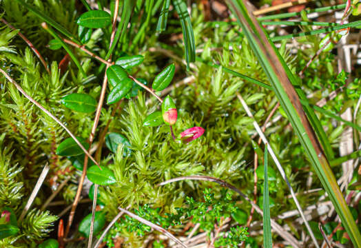 Image of Exobasidium rostrupii Nannf. 1981