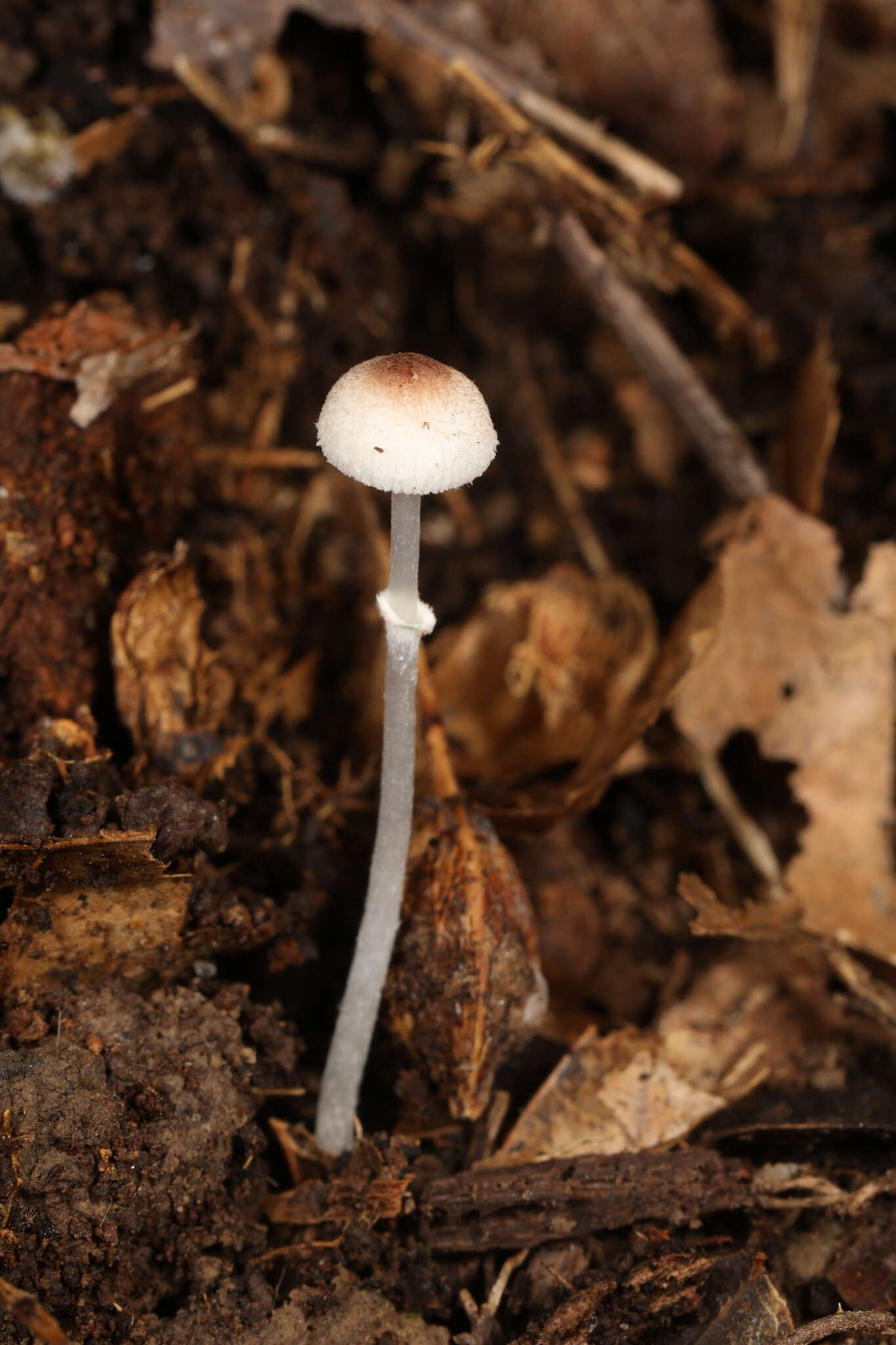 Leucoagaricus coerulescens (Peck) J. F. Liang, Zhu L. Yang & J. Xu 2010 resmi