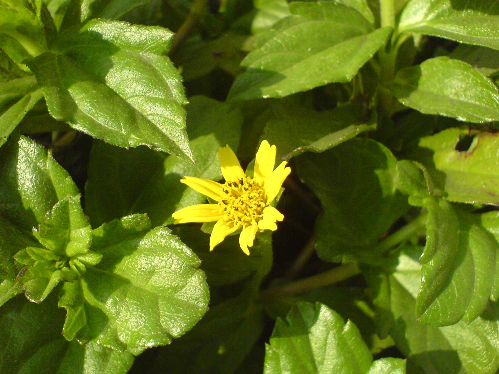 Image of Bay Biscayne creeping-oxeye