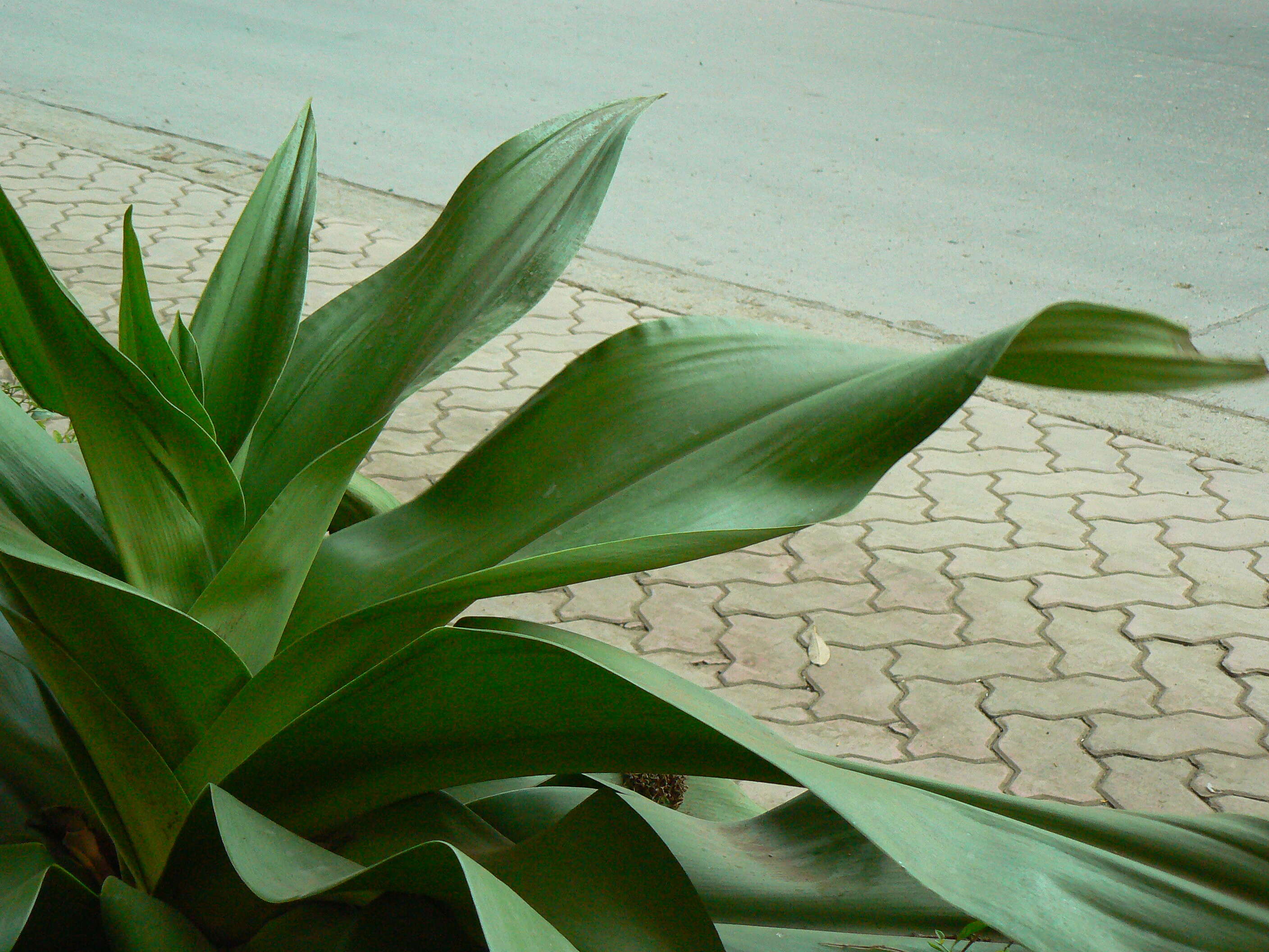 Image of fragrant dracaena