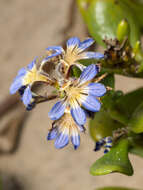 Imagem de Scaevola calendulacea (Kenn.) Druce