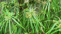 Sivun Cyperus alternifolius L. kuva